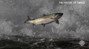 Celebrating BC salmon on #WorldFishMigrationDay. 💪 💪 💪 | CBC Docs