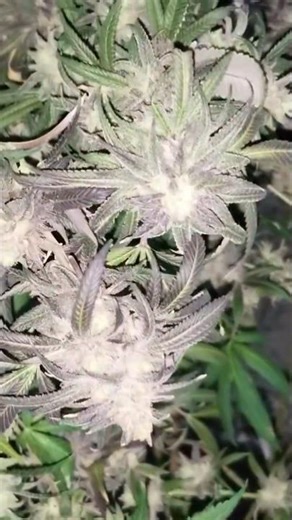 How to SCROG Strawberry Banana for Maximum Yield #eastcoastcollaboration #growyourownmedicine