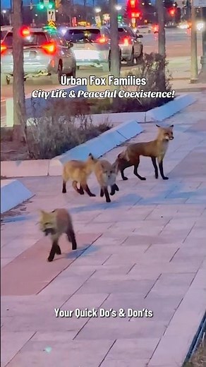Urban Fox Families: City Life, Wild Rhythm & Peaceful Coexistence |Your Quick Do’s & Don’ts #Travel