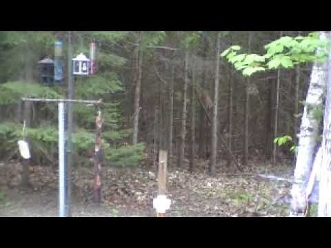 Homemade squirrel launcher