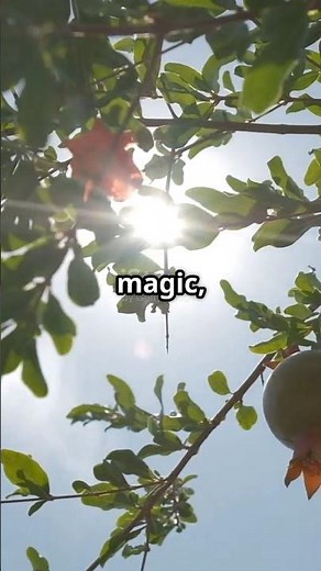 From Seed to Fruit Tree: A Time-Lapse Journey