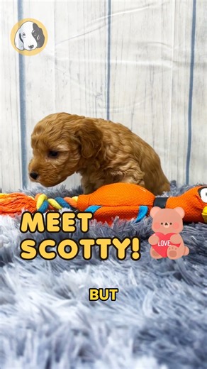 Say hello to Scotty, the F1b Maltipoo boy with soft curls, bright eyes, and a heart full of sweetness! 🐾🤍 Hypoallergenic, cuddly, and full of playful charm, Scotty is the perfect little companion for cozy snuggles, fun adventures, and everyday joy. He’s gentle when you want calm and goofy when it’s time to play — the sweetest sidekick ready to bring love and happiness into your home. 🐶✨ Comes with: ✅ Direct Home Delivery ✅ 24/7 Lifetime Vet Support ✅ Microchip & Health Certificate ✅ 3–Year He