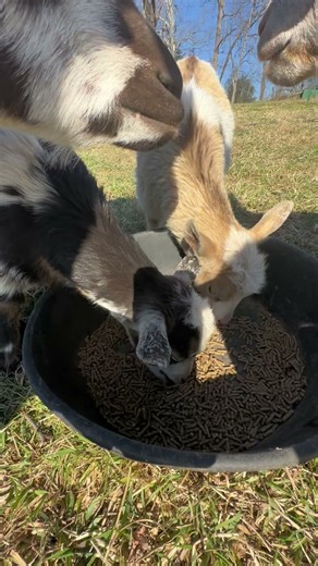 Close up Goat Feast! The Sounds of Happy Chewing #goat #farmlife #animallife #farming