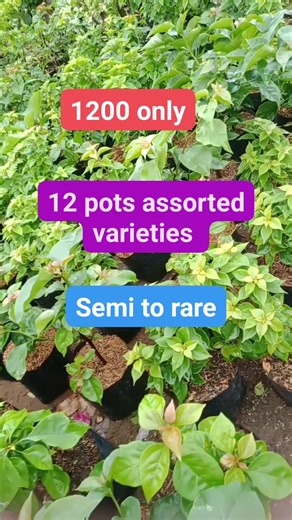 30K views · 185 reactions | 12 pots assorted varieties For only 1200 ❤️Loc. Magsingal ilocosur ❤️Bus ship Tru partas cargo only | Sylvia Ugale | Facebook