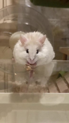 Mouse Eating Alone: A Cute Moment Captured