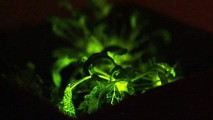 Glow-in-the-dark plants