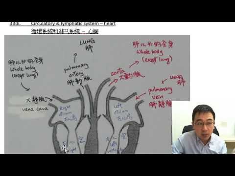 Herman Yeung - HKDSE Biology Chapter 3Bdi Circulatory & lymphatic system – heart 循環系統和淋巴系統 – 心臟