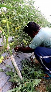 484K views · 4.7K reactions | Cleaning tomato plant #agriculture #krishi | 1 Min Agriculture | Facebook