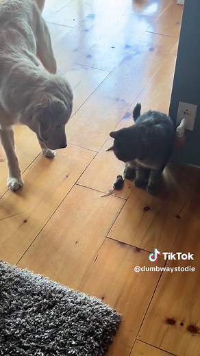 Hilarious Cat vs. Fearless Mouse: Watch this Funny Cat and Mouse Chase!