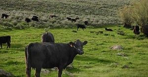 Programs: Natural Resources: Rangelands and Grazing: Livestock Grazing: Grazing Near You: Idaho | Bureau of Land Management