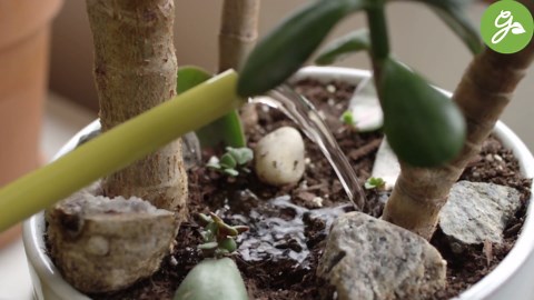 Jade Plant Care Made Easy