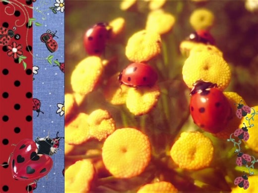 Create a Stunning Ladybug Moodboard