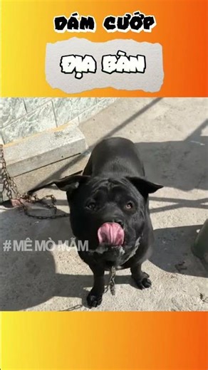 Dare to steal territory | Bewildered