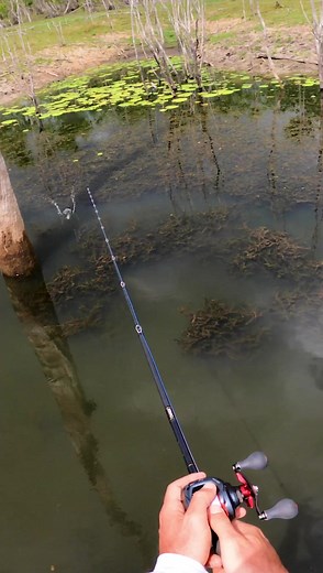 Topwater explosion! | Jonny Brooks Fishing