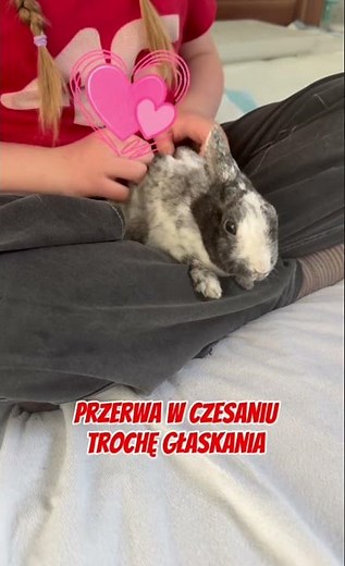 Głaskanie, przerwa w czesaniu i trochę głaskania. Królik rex miniaturka #krolik #bunny #miniaturka
