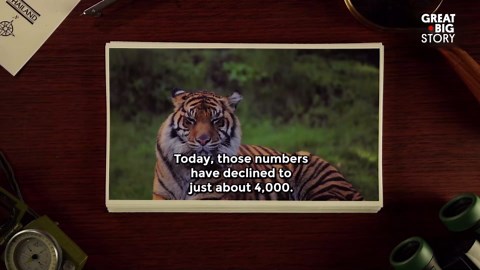 Tiger conservation in Thailand sparks new hope