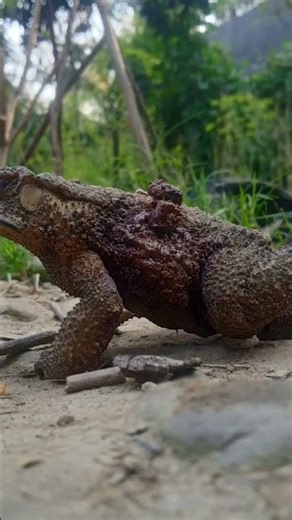 Asian common Toad🐸
