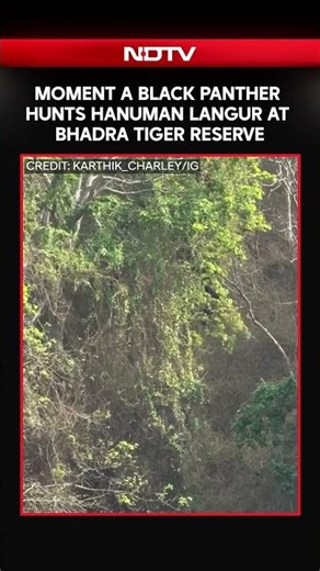 Moment Black Panther Hunts Hanuman Langur At Bhadra Tiger Reserve