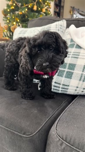 Chestnut Hill Labradoodles on Instagram: "This beautiful 12-week-old female from Luna and Hudson is the last puppy available this season and is ready to go home this Christmas 🎄 She has a black, wavy fleece coat and is expected to mature around 30 pounds—the perfect medium size for family life. Her temperament is everything we hope for: playful, sweet, gentle, and incredibly loving. She adores belly rubs, loves to snuggle, and is naturally wonderful with children. She has been thoughtfully rais
