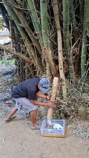 woow😱this animal gives birth in bamboo #animals #viralshort