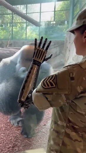 Soldier with Prosthetic Meets Gorilla - Emotional Connection❤️