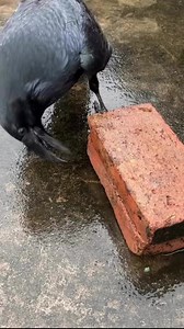 👍👍#farmlife #saveanimal #remover #hairclipper #hairclipstutorial #shearingsheep #shearinglove #removalvideo #hairclips#hoof #trim #hoofcare #hooftriming #hoofgp #hoofcleaning #hoofpicking #cOW #viral #fyp #foryou | PL.H