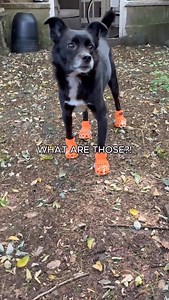 🐊 @crocs clogs for dogs are BACK 🐊 Learn how to fetch yours at the link in bio. | BarkBox