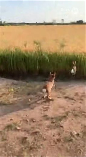 Dog and rabbit fighting