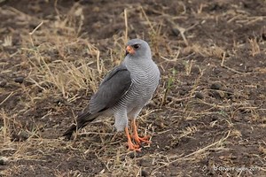 Ovambo sparrowhawk - Alchetron, The Free Social Encyclopedia