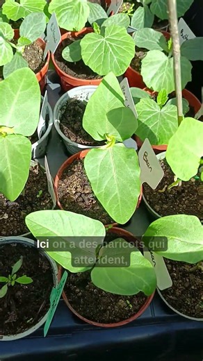 Tous mes semis potager 🌱 (courgette, melon, butternut…) #jardinage #potager