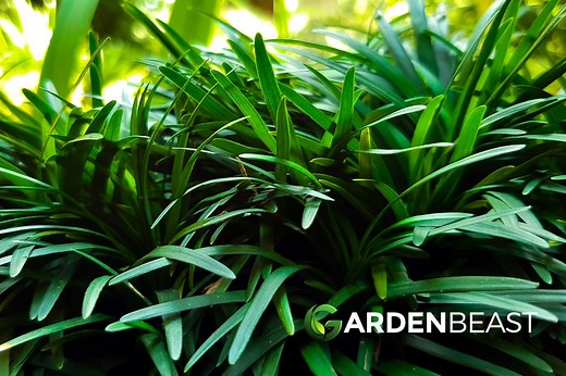 Monkey Grass Guide: How to Grow & Care for "Lilyturf"