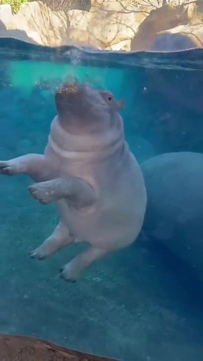 Baby Hippos Enjoying a Swim in The Zoo
