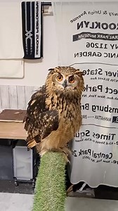 75K views · 3K reactions | Cute owl Little owl Adorable owl owl owls bird birds #owl #owls #birds #animals #pet #wildlife #nature #birdlife #bird | Birds Owls | Facebook