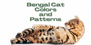 Bengal Cat Colors and Patterns -20  Full Color Images