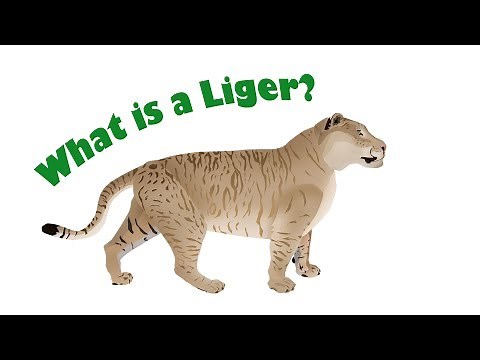 What is a Liger? Natural Hybridization