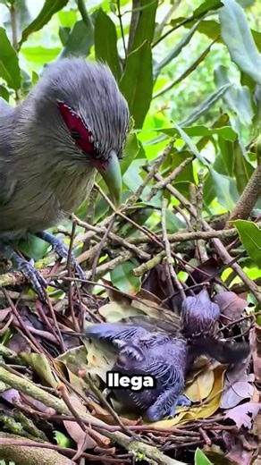 Este Comportamiento De Las Aves Es Más Genial De Lo Que Piensas #animals #wildlife