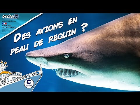 Biomimétisme : quand les humains copient la nature - Océan25