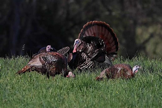 Top 20: The Best U.S. Counties for Turkey Hunting - Game & Fish