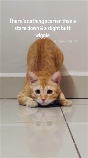 This Naughty Kitten Is Ready To Attack! 😹🐾 #shorts