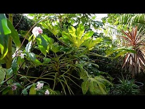 How to Take Fatsia Cuttings and Encourage New Growth