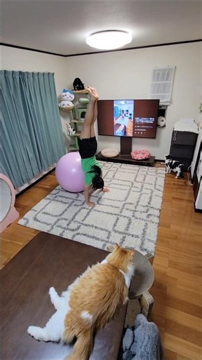 Database🎵 MAN WITH A MISSION🎶 #動じない猫 #信頼関係 アクロバット×バランスボール 頭の中で楽曲を想像&表現🧏‍♀️ #MWAM特集