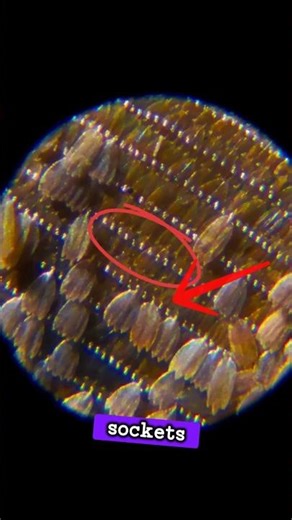 The butterfly wing is something else under a microscope 🦋 #microscope