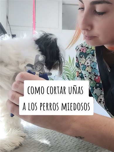 Cómo Cortar Uñas a Perros Miedosos: Tutorial Rápido