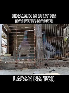 116K views · 2.7K reactions | Napaka init ng laban ng kalapati ngayong summer, intense na intense! #highlightseveryone #nocopyrightsinfringementindentedmusicbelongstotherightfulowner #reelsfbviralシ #kalapatidsreels #viralreels #nocopyrightinfringementintendedmusicbelongstotherightfulowner #kalapatidsph #gwapstv #kalapatids #trend | Gwapstv | Facebook