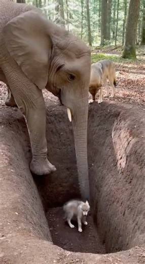 Elephant Saves Wolf Cub and Returns Him to Mom?😱❤️ #Shorts #AnimalRescue #WildlifeHero #NatureDrama