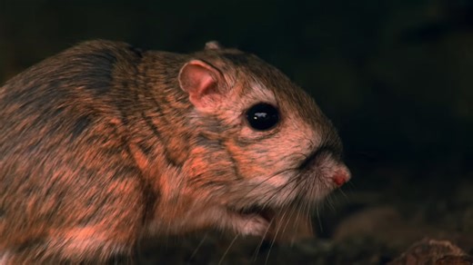 Watch what happens when a predator uses smell to hunt in total darkness