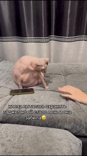 кошка клепа on TikTok