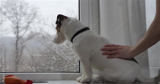 A dog looks out through a glass patio door. The owner is pooping on her pet.