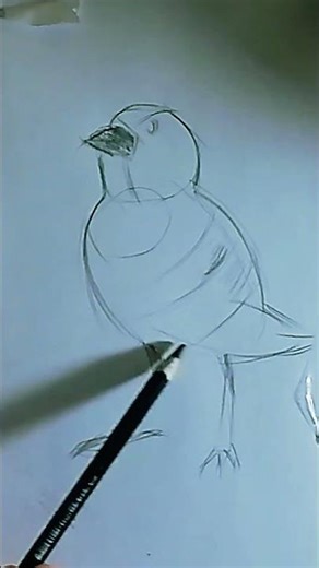 how to draw birds #drawing #sketch #draw #pencildrawing #birds #drawingtutorial