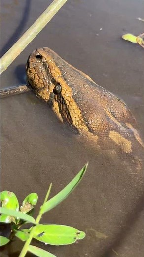 Let me show you this African Rock Python - he is in this marsh, what an incredible snake! 🌍🤠